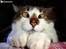 le chat qui louche
